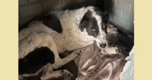 Marie Zorro Dogsavior Sep25 SocialMedia