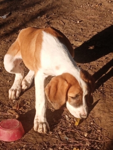 Muffin Zorro Dogsavior Dez25 3