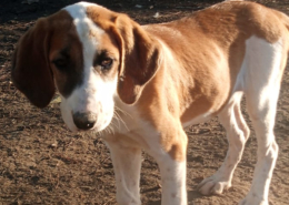 Muffin Zorro Dogsavior Dez25 Beitragsbild