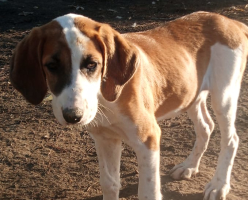 Muffin Zorro Dogsavior Dez25 Beitragsbild