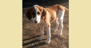 Muffin Zorro Dogsavior Dez25 Social Media