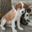 Muffin Zorro Dogsavior Okt25 Beitragsbild