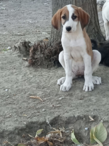 Muffin Zorro Dogsavior Okt25 Beitragsbild