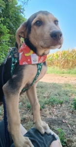 Percy Zorro Dogsavior Sep25 1