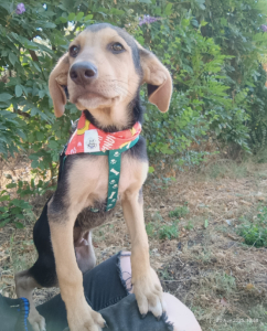 Percy Zorro Dogsavior Sep25 2