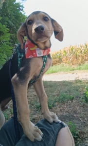 Percy Zorro Dogsavior Sep25 3