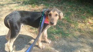 Percy Zorro Dogsavior Sep25 4