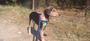 Percy Zorro Dogsavior Sep25 5