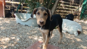 Percy Zorro Dogsavior Sep25 6