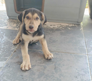 Percy Zorro Dogsavior Sep25 7