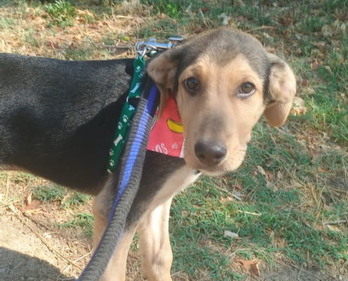 Percy Zorro Dogsavior Sep25 Beitragsbild