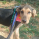 Percy Zorro Dogsavior Sep25 Beitragsbild