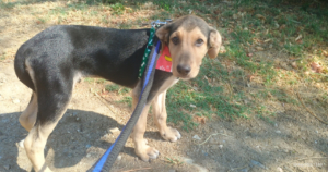 Percy Zorro Dogsavior Sep25 Social Media