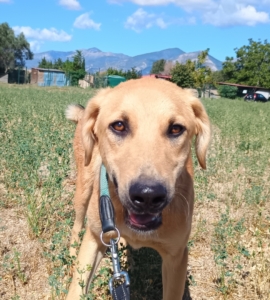 Petros Zorro Dogsavior Okt25 1