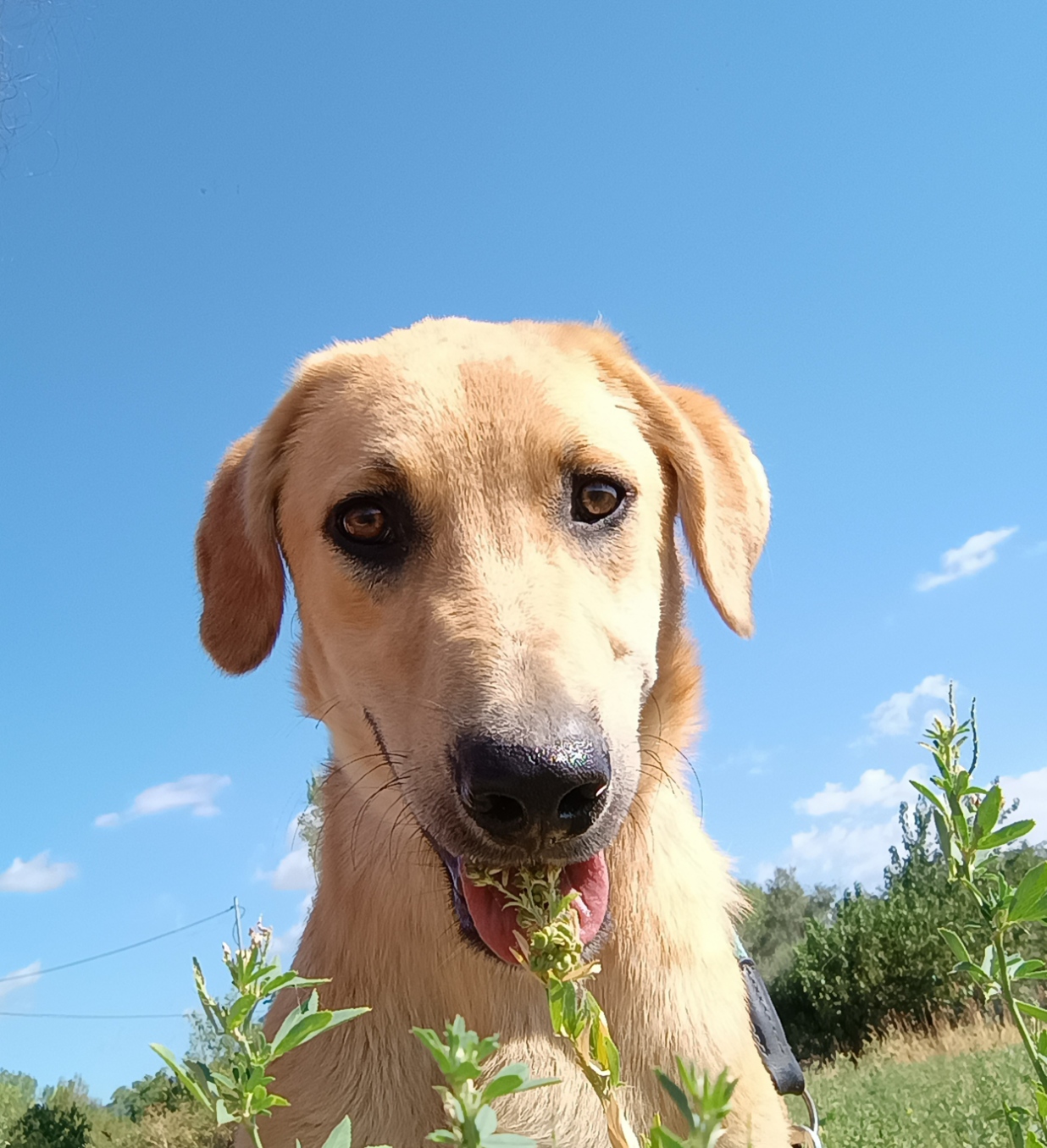 Petros Zorro Dogsavior Okt25 2