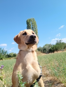 Petros Zorro Dogsavior Okt25 4