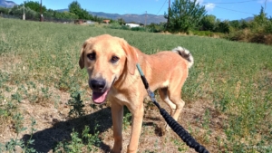 Petros Zorro Dogsavior Okt25 5