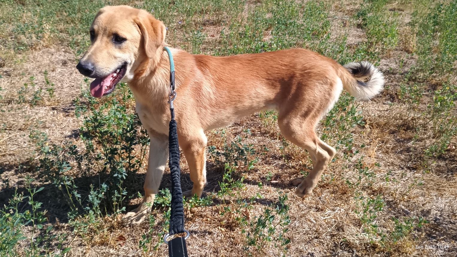 Petros Zorro Dogsavior Okt25 6