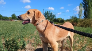 Petros Zorro Dogsavior Okt25 7