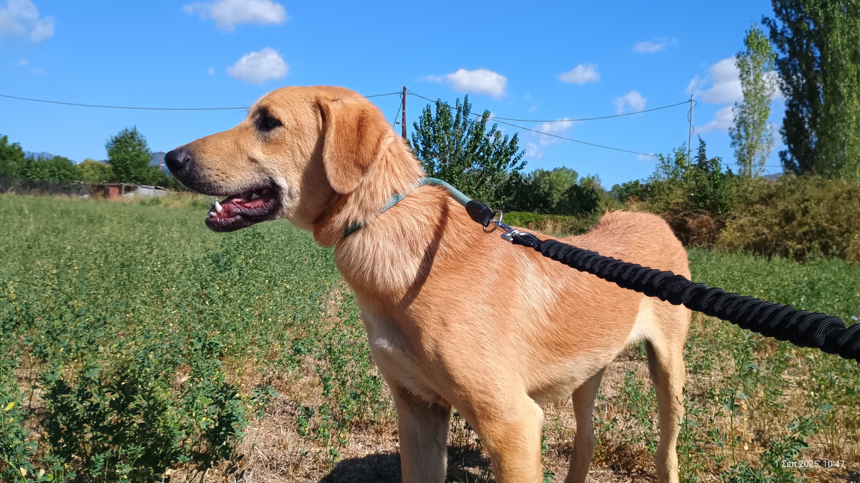 Petros Zorro Dogsavior Okt25 7