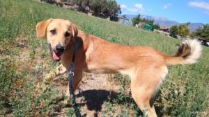 Petros Zorro Dogsavior Okt25 8