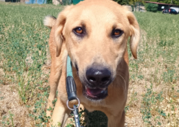 Petros Zorro Dogsavior Okt25 Beitragsbild