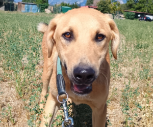 Petros Zorro Dogsavior Okt25 Beitragsbild