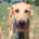 Petros Zorro Dogsavior Okt25 Beitragsbild