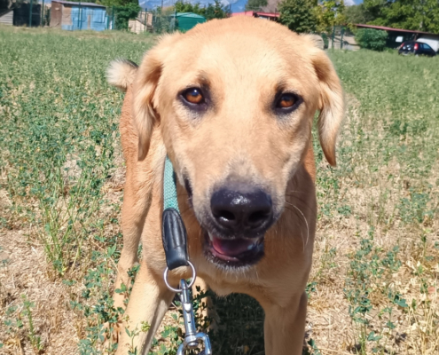 Petros Zorro Dogsavior Okt25 Beitragsbild