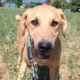 Petros Zorro Dogsavior Okt25 Beitragsbild