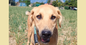 Petros Zorro Dogsavior Okt25 SocialMedia