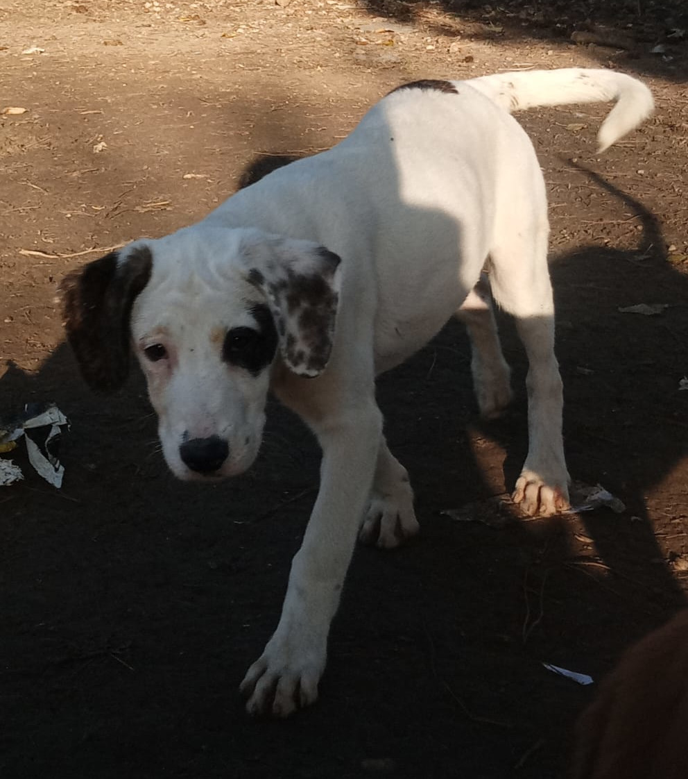 Schubi Zorro Dogsavior Dez25 2