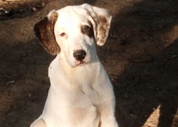 Schubi Zorro Dogsavior Dez25 Beitragsbild