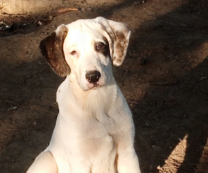 Schubi Zorro Dogsavior Dez25 Beitragsbild