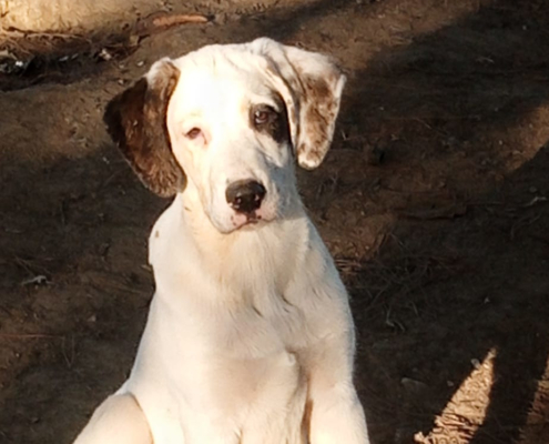 Schubi Zorro Dogsavior Dez25 Beitragsbild