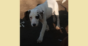 Schubi Zorro Dogsavior Dez25 Social Media