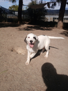 Schubi Zorro Dogsavior Okt25 1