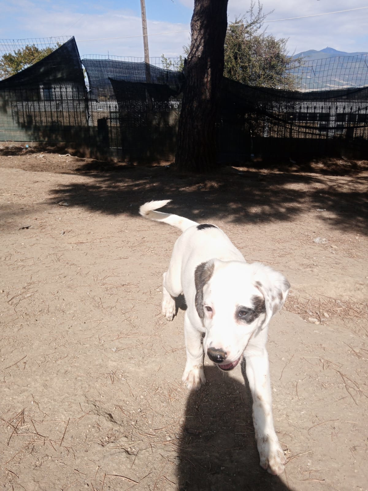 Schubi Zorro Dogsavior Okt25 10