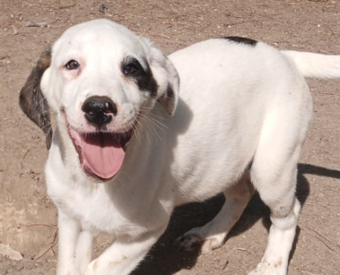 Schubi Zorro Dogsavior Okt25 1 Beitragsbild