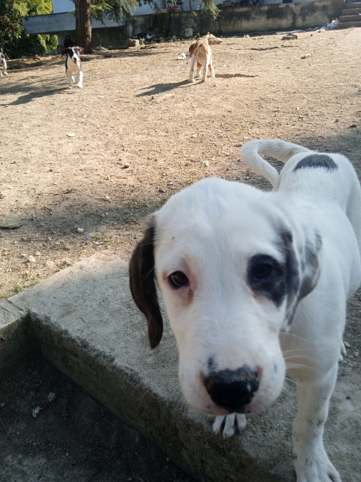 Schubi Zorro Dogsavior Okt25 2