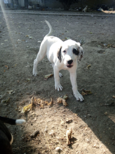 Schubi Zorro Dogsavior Okt25 4