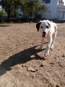 Schubi Zorro Dogsavior Okt25 5