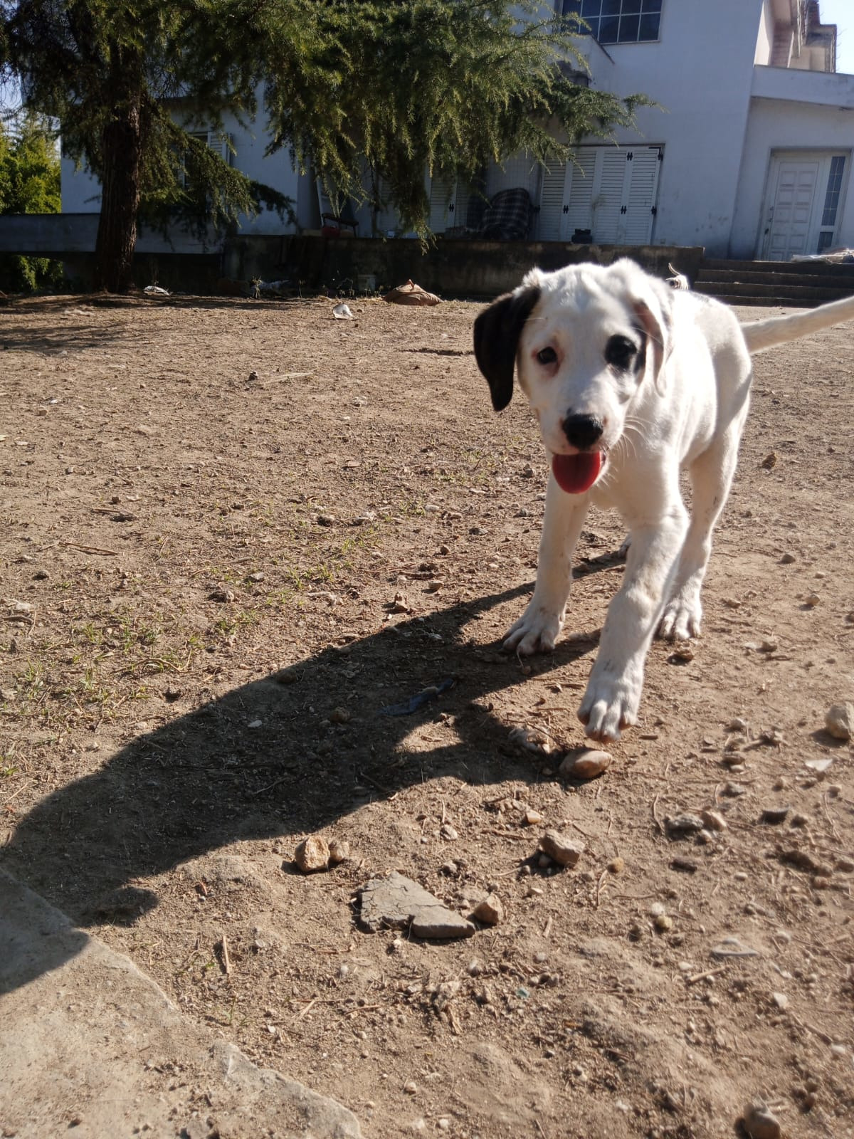 Schubi Zorro Dogsavior Okt25 5