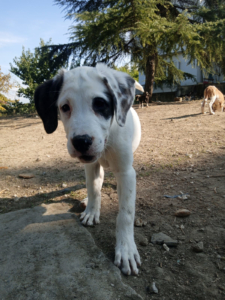 Schubi Zorro Dogsavior Okt25 6