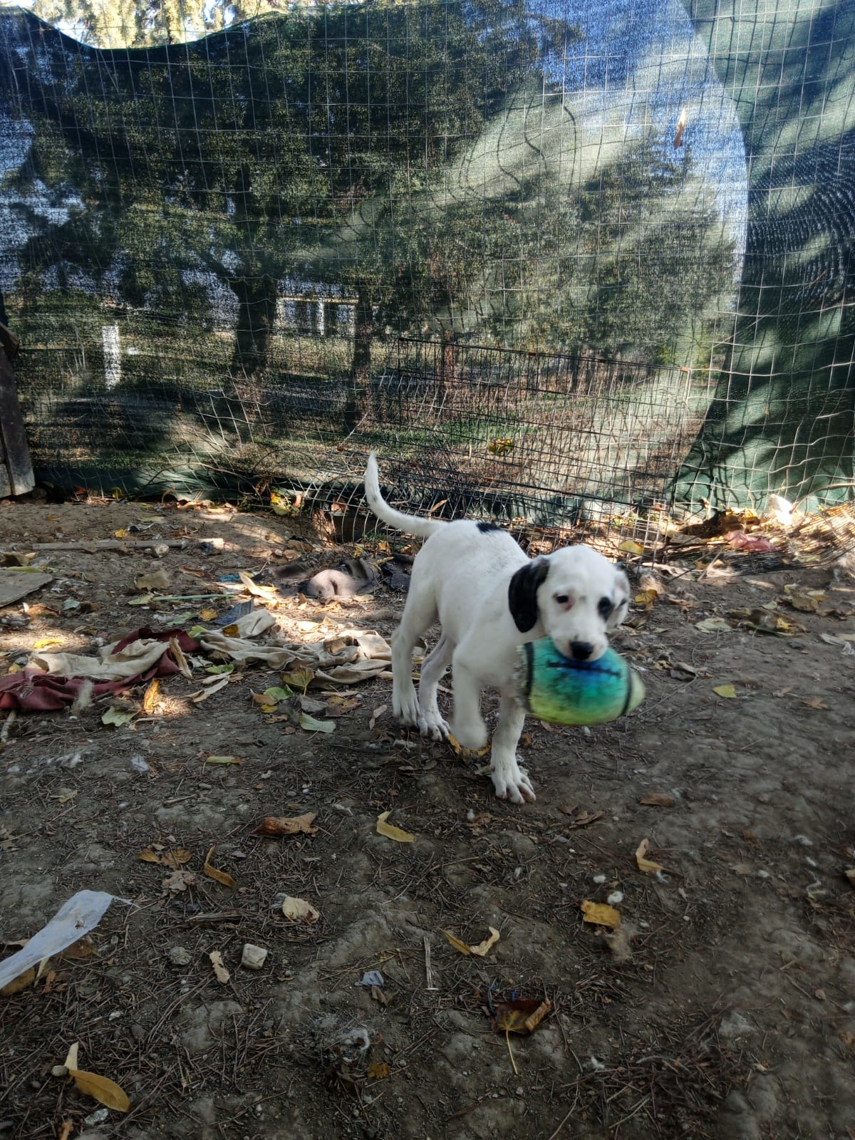 Schubi Zorro Dogsavior Okt25 7