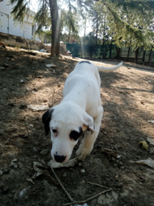 Schubi Zorro Dogsavior Okt25 8