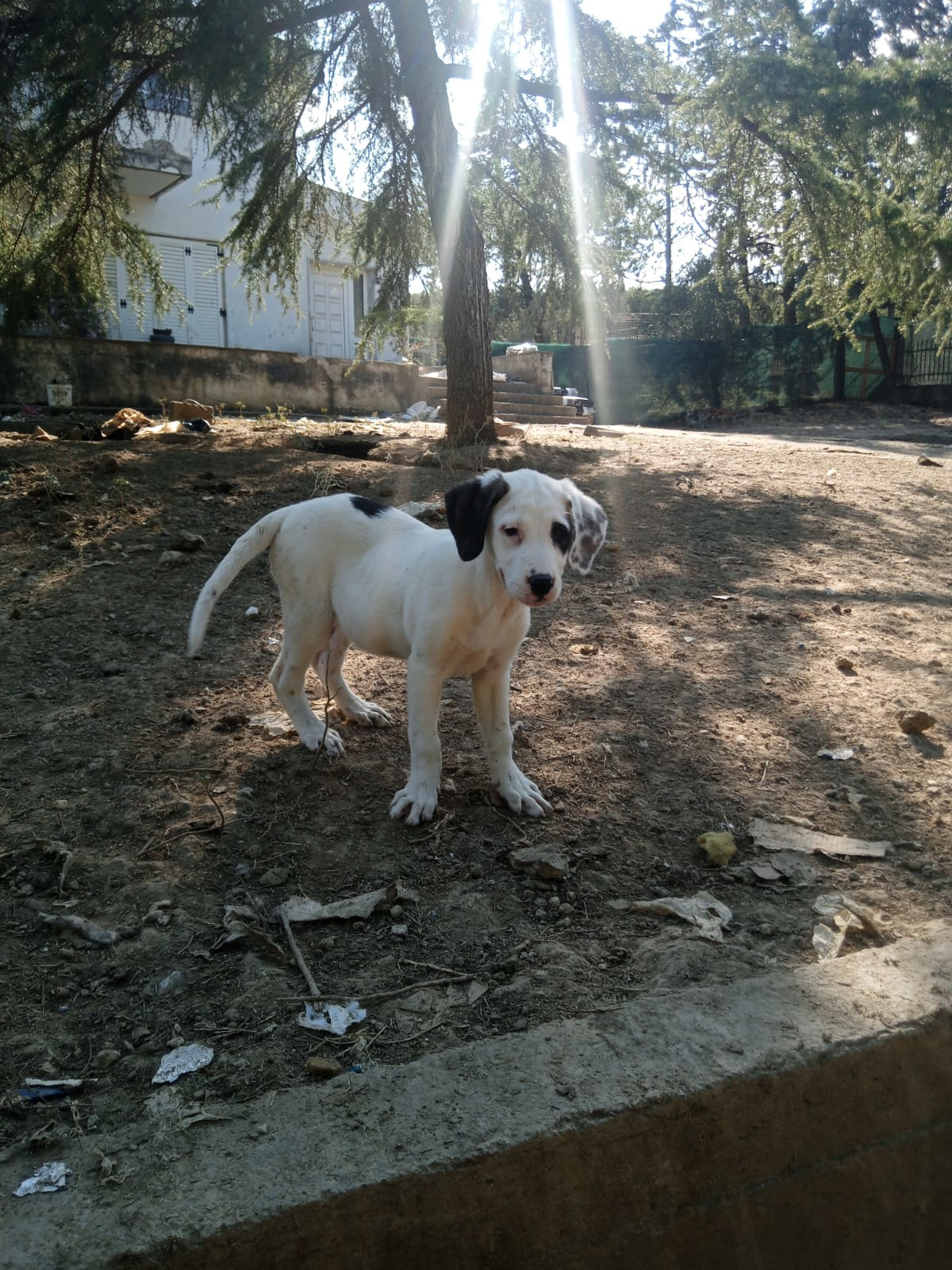 Schubi Zorro Dogsavior Okt25 9