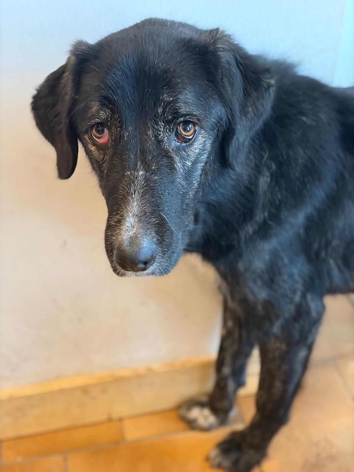 Tiger Zorro Dogsavior Dez25 1