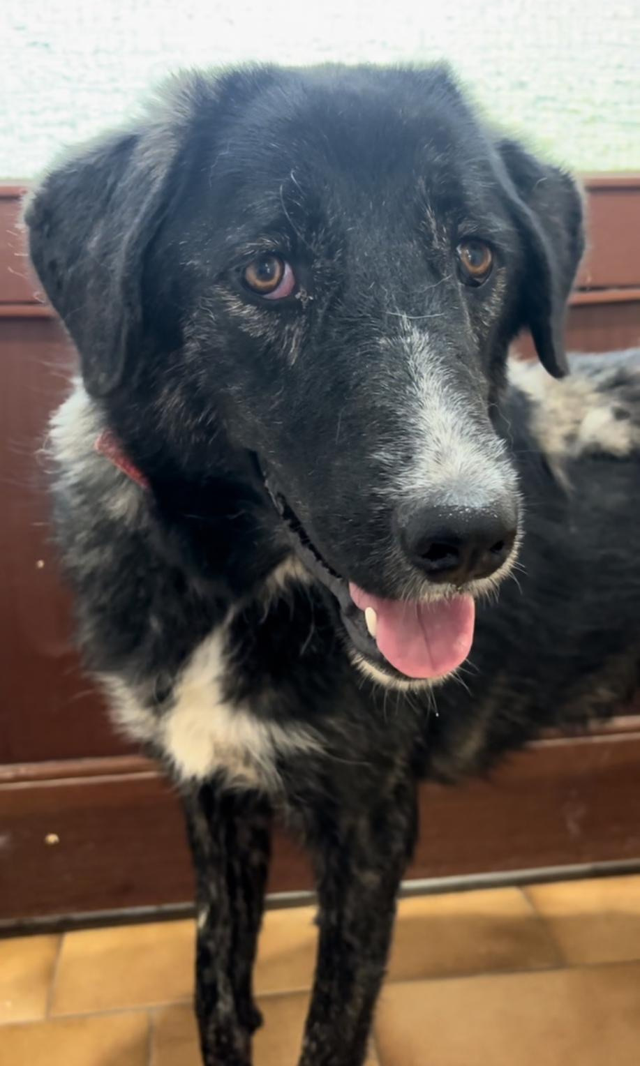 Tiger Zorro Dogsavior Dez25 2