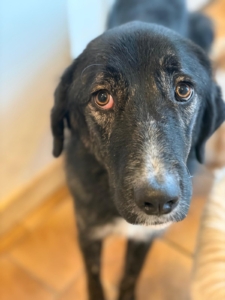 Tiger Zorro Dogsavior Dez25 4